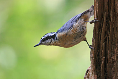 Nuthatch, Red Breasted 7709