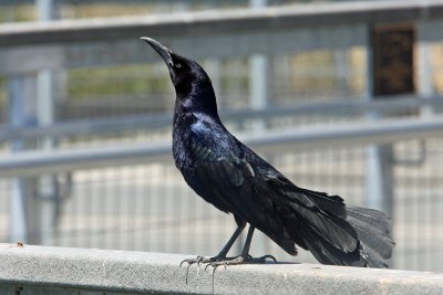 Grackle, Great Tailed 1437