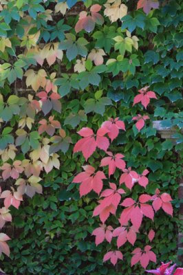 Leaves on wall 0063