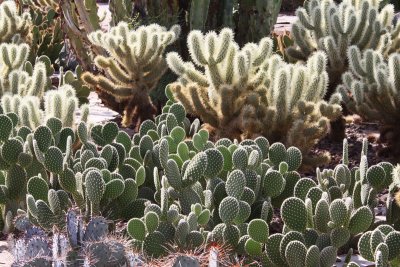 Cactus Gardens