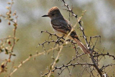 Flycatcher, Brown Crested 0850