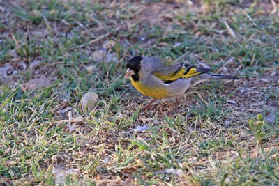 Goldfinch, Lawrence's 3059