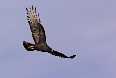 Hawk, Common Black 2218