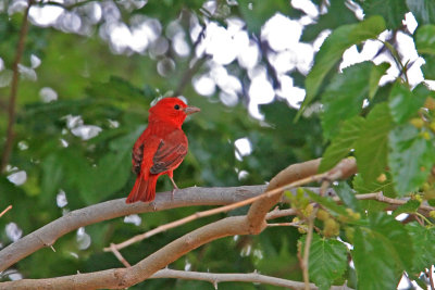 Tanager, Summer 1856