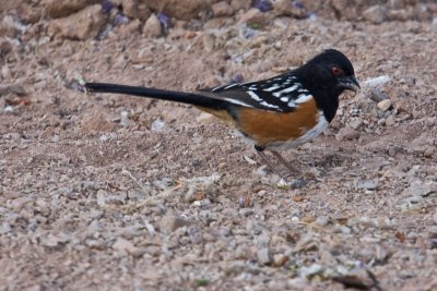 Towhee, Spotted 3170