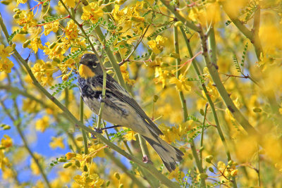 Warbler, Yellow Rumped 0652