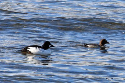 Goldeneye, Common 7139