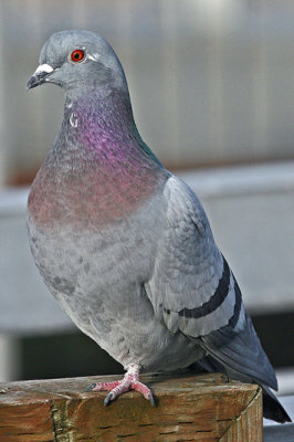 Pigeon, Rock 7281