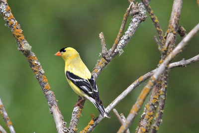 Goldfinch, American 6111