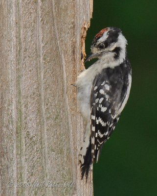 Woodpecker, Downey DSCN_118750.JPG