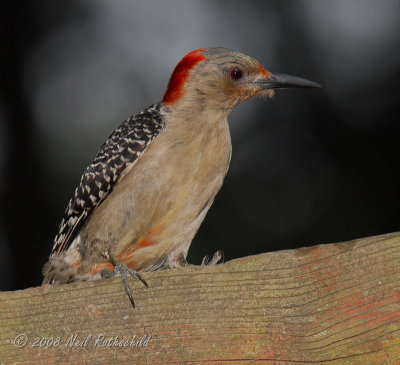 Woodpecker, Red-bellied DSCN_119056.JPG