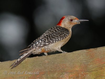 Woodpecker, Red-bellied DSCN_119057.JPG