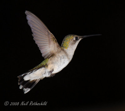 Hummers 2008