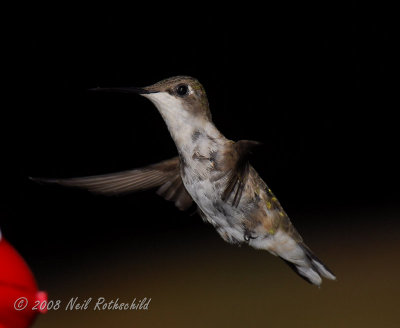 Hummers 2008