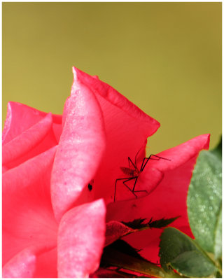Spider in Rose