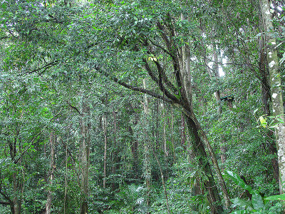 A view of the rain forest.