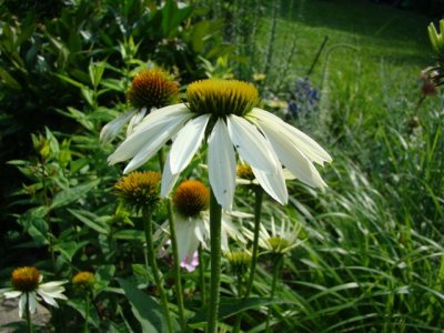 summer_garden