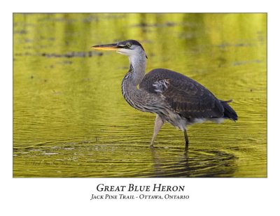 Great Blue Heron-012