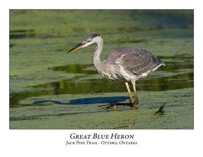 Great Blue Heron-015