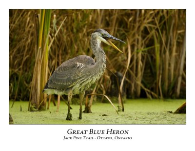 Great Blue Heron-034