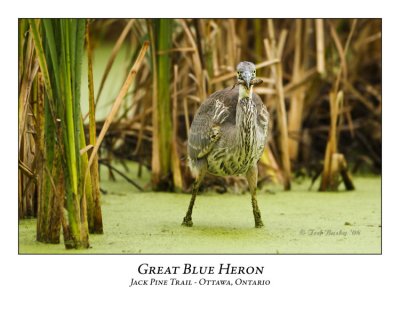 Great Blue Heron-042