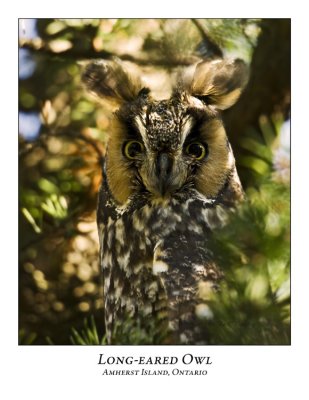 Long-eared Owl-004