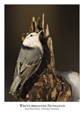 White-breasted Nuthatch-004