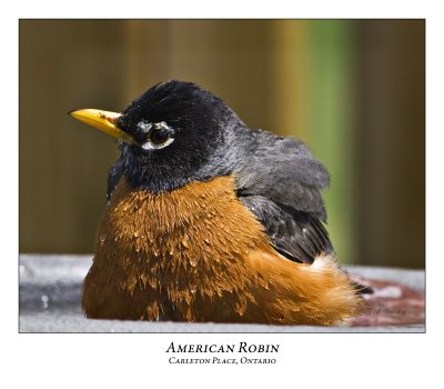 American Robin-007