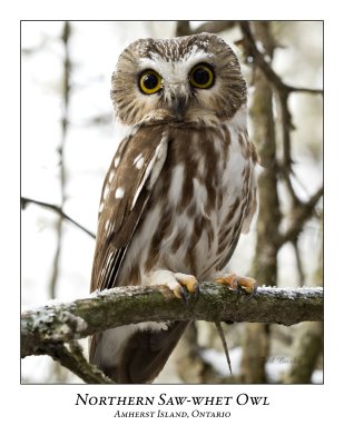 Northern Saw-whet Owl-018