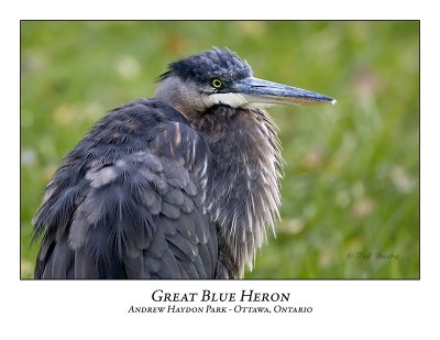 Great Blue Heron-058