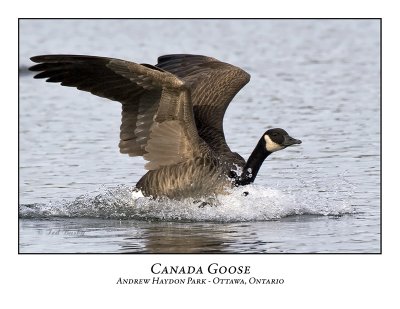 Canada Goose-012
