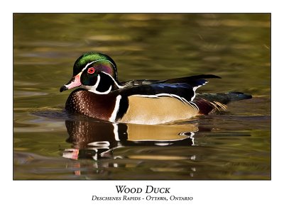 Wood Duck-004
