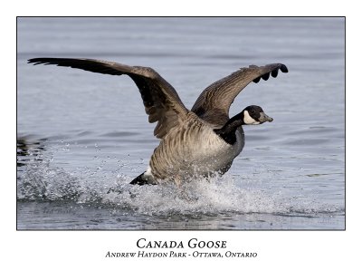 Canada Goose-014