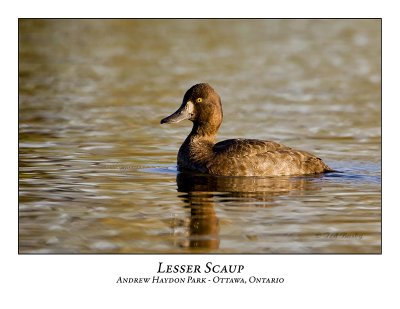 Lesser Scaup-001