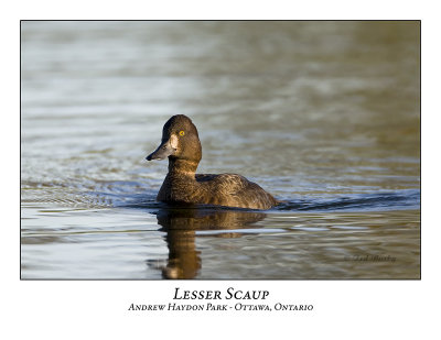 Lesser Scaup-002