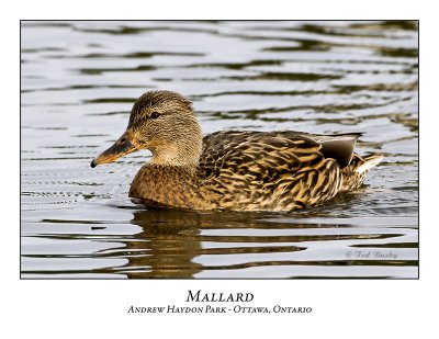 Mallard-008