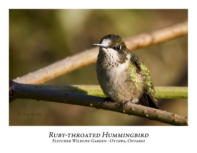 Ruby-throated Hummingbird-009