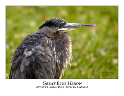 Great Blue Heron-059