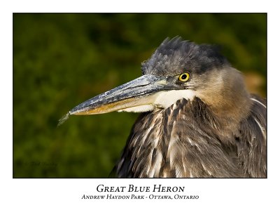 Great Blue Heron-060