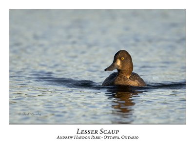 Lesser Scaup-008