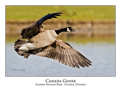 Canada Goose-016
