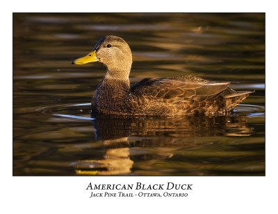 American Black Duck-001