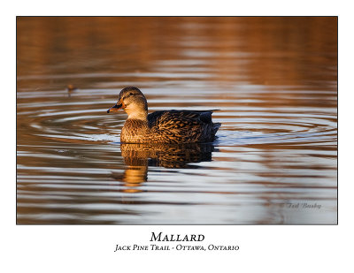 Mallard-009