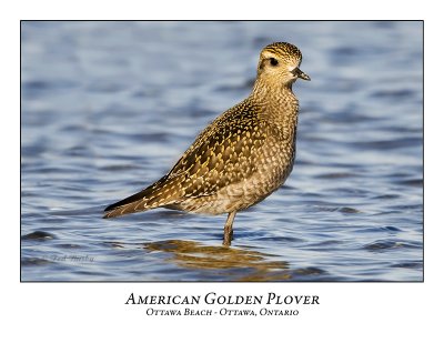 American Golden-Plover-003