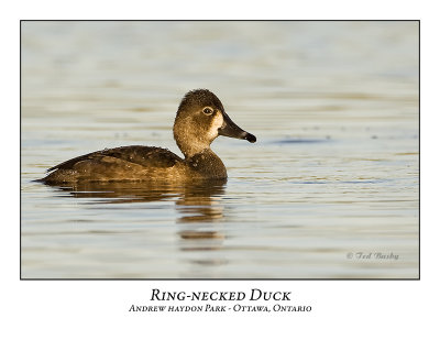 Ring-necked Duck-001