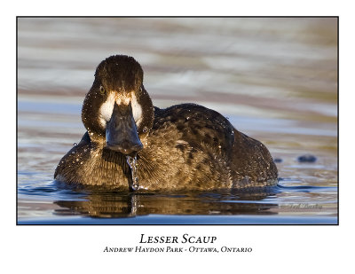 Lesser Scaup-012