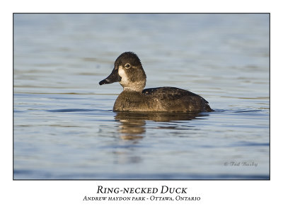 Ring-necked Duck-002