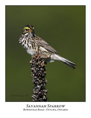 Savannah Sparrow-007