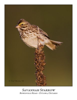 Savannah Sparrow-010