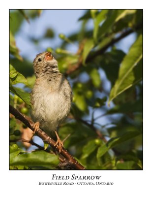 Field Sparrow-003